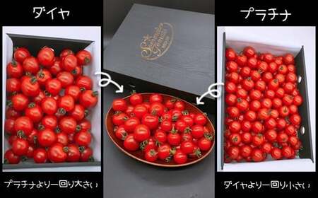 【特別栽培農産物】ソムリエ ミニトマト 食べ比べ 3kg ( プラチナ + ダイヤ ) | 野菜 トマト とまと ミニトマト プチトマト 熊本 玉名