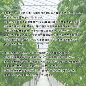 岩手県産 温泉バジル 100g×2袋 計200g ／ バジル 生バジル ばじる 新鮮 生 薬味 ハーブ 国産 八幡平市産 スマート農業 イタリアン 産地直送 農家直送 直送 常温発送 ジェノベーゼ 料理 ソース ピザ ピッツァ 調理 パスタ 炒め物 小分け  計200グラム オススメ おすすめ 野菜 八幡平スマートファーム