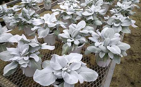 鉢物 セネシオ 「エンジェルウイングス」 2.5寸×6鉢 ／ シルバーリーフ 観葉植物 植物 希少 稀少 鉢もの 珍しい プレゼント ギフト 贈り物 自宅用 家庭用 観賞用 おしゃれ お洒落 インテリア ガーデニング フラワーアレンジメント ブーケ 岩手県産 八幡平市産 おすすめ 【安代リンドウ開発】