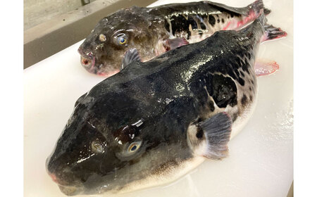 老舗活魚割烹｢三幸｣ 活とらふぐのアラ 約1kg 【6～10人前】