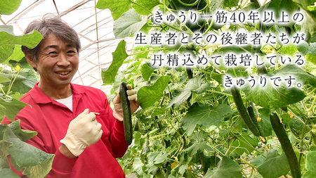 【 2026年2月上旬発送開始 】スーパーフルーツトマト 小箱 約800g ( 7～13玉 ) 糖度9度以上 ＆ 新鮮 きゅうり 約20本 と PREMIUM ドレたれセット とまと トマト 野菜 サラダ ドレッシング キノエネ醤油 [BC078sa]