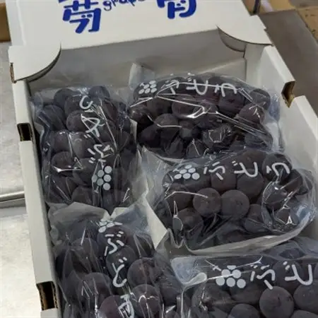 【2026年夏発送】種無し巨峰　約2kg(5房前後)　来季分先行受付_果物・フルーツ ぶどう・マスカット  ブドウ 葡萄 _【配送不可地域：離島】【1146341】