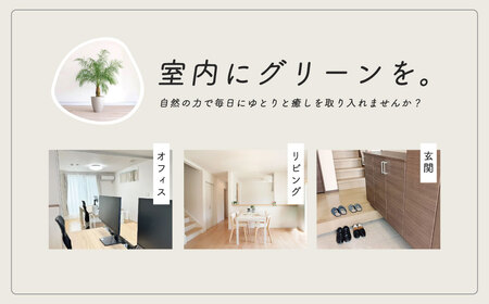 観葉植物 フェニックスロベレニー ロベ 8号（鉢下から葉先まで約H110cm～130cm）041-01-1 観葉植物