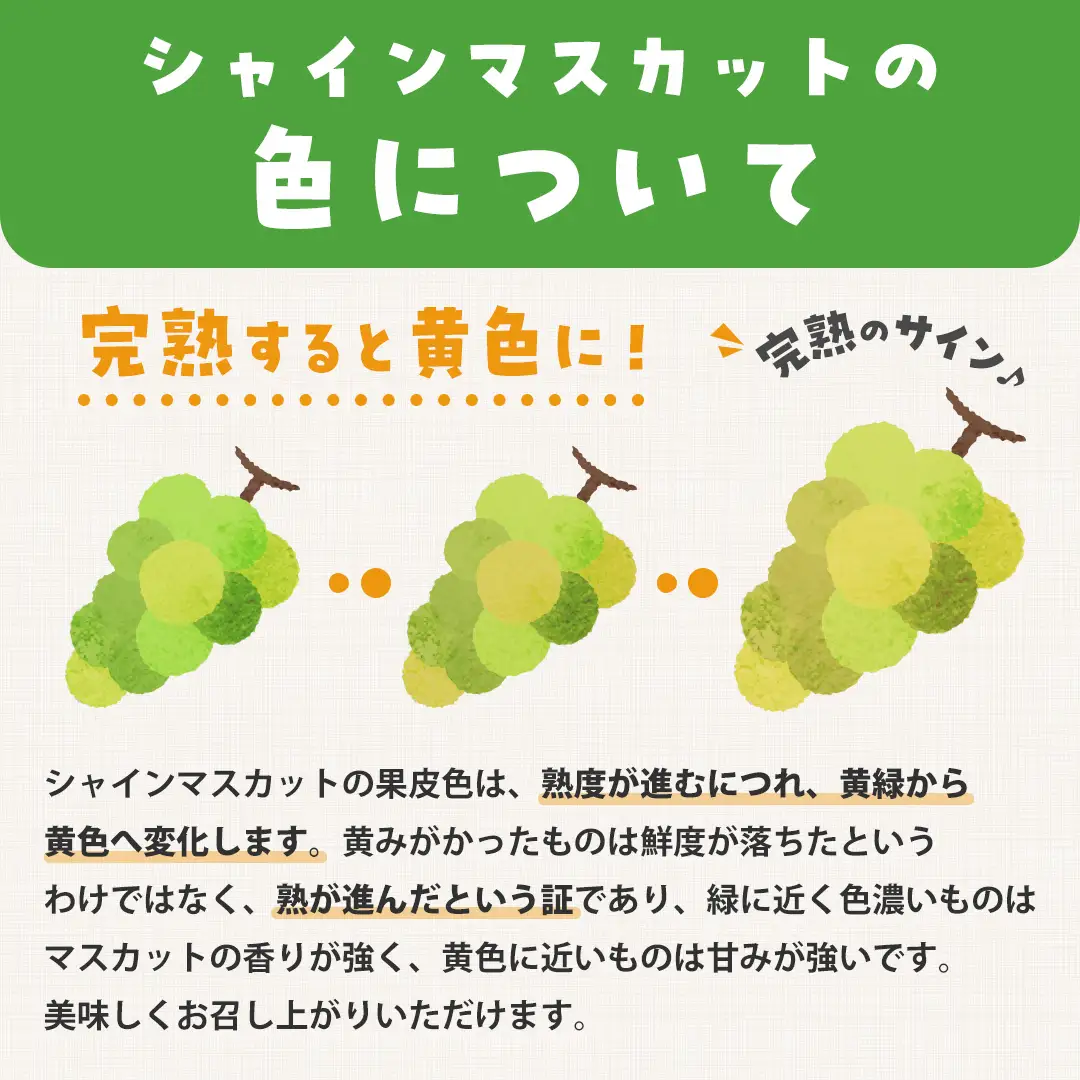 クインニーナ ＆ シャインマスカット 詰め合わせ 約2kg  (茨城県共通返礼品 石岡市）  2026年9月上旬発送開始  開田ぶどう園 産地直送 フルーツ 甘い 直送 茨城 限定 ギフト ぶどう クインニーナ シャインマスカット 果物 [DO008sa]
