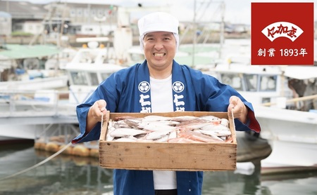 年4回 定期便【香川県産魚入りお刺身蒲鉾】仁加屋かまぼこ詰合せ セット-4 魚貝類 練り製品 練り物 詰め合わせ 瀬戸内海 グチ エソ ハモ タイ 