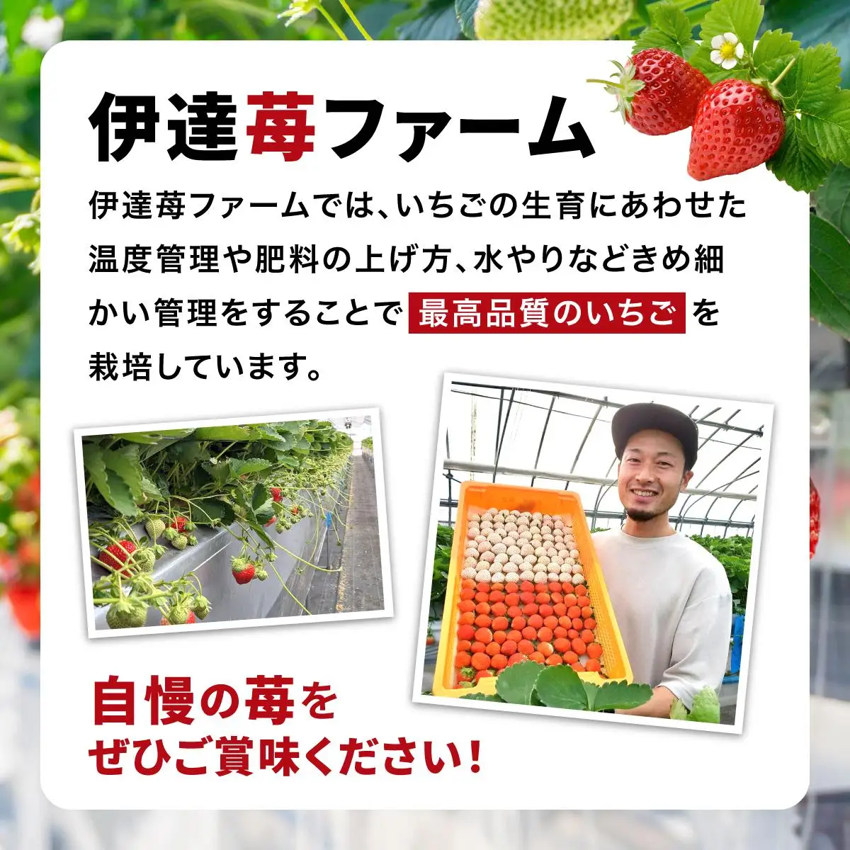 ＜先行予約＞ 北海道 伊達市 いちご すずあかね Sサイズ 35個入り 4トレー 140個【55250947】