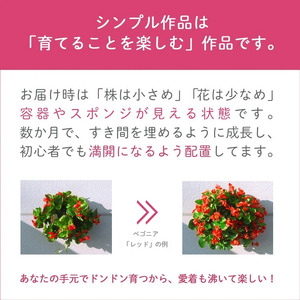 D086 パンジー＆ビオラのハンギングバスケット 寄せ植え[カシスオレンジ]Mサイズ|玄関 フラワーギフト 誕生日 プレゼント 女性 花 おしゃれ 新築祝い 退職祝い 結婚祝い 秋冬 鉢植え 鉢花 ガーデニング フラワー バスケット 屋外 ギフト 寄植え 生花 冬の花