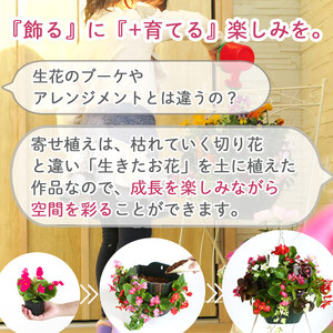 C052 宿根草 「ヒューケラ 花うるる ハンギング 寄せ植え」Mサイズ(多年草 ドルチェ カラーリーフ 寄植え ハンギングバスケット 春 夏 秋 冬 屋外 玄関 おしゃれ ギフト ガーデニング 誕生日 プレゼント 鉢植え 珍しい 完成品 花 鉢植え 母の日