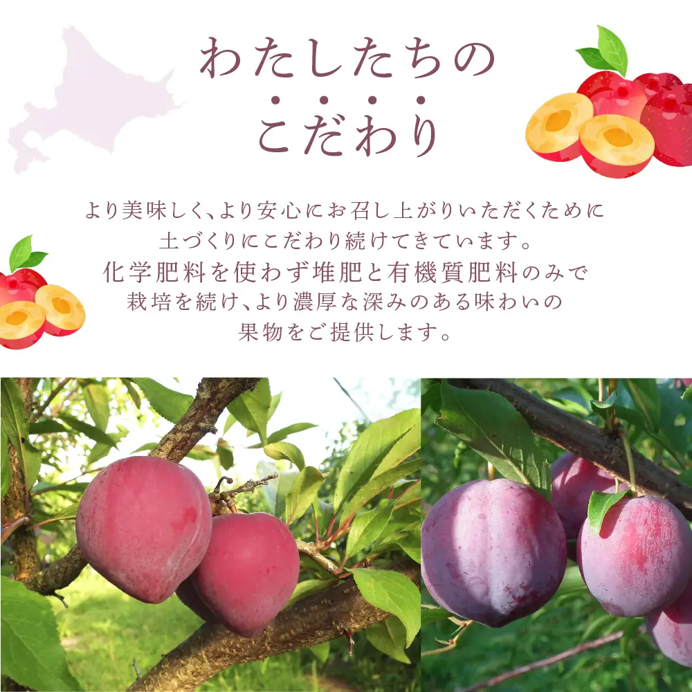 【 先行受付 】 プラム 恋花火 1kg フルーツ 果物 くだもの 旬のフルーツ 旬の果物 季節のフルーツ 季節の果物 北海道 芦別市