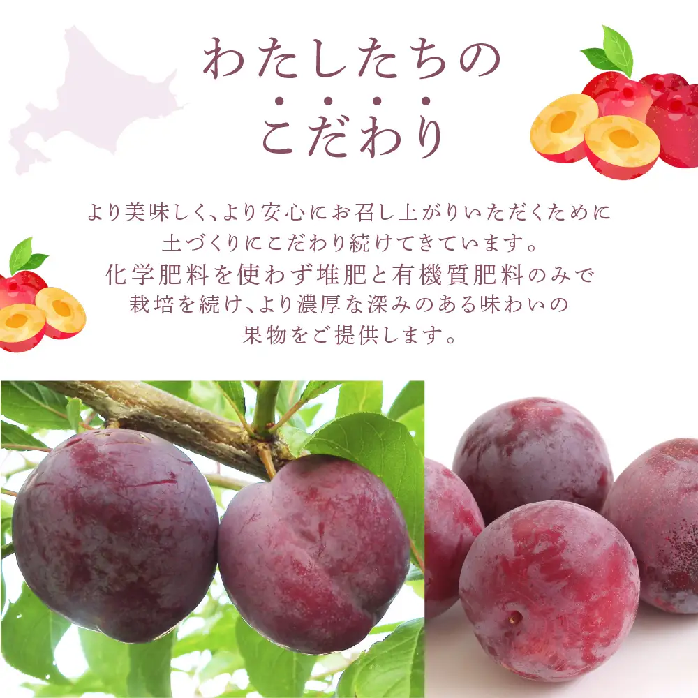 【 先行受付 】プラム 紅香のしずく 1kg 北海道産 すもも フルーツ 果物 旬のフルーツ 旬の果物 くだもの 北海道 芦別市