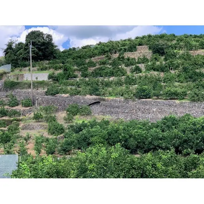 【数量限定】【赤秀特選品】有田みかん 約10kg（Lもしくは2Lサイズ）※サイズ指定不可