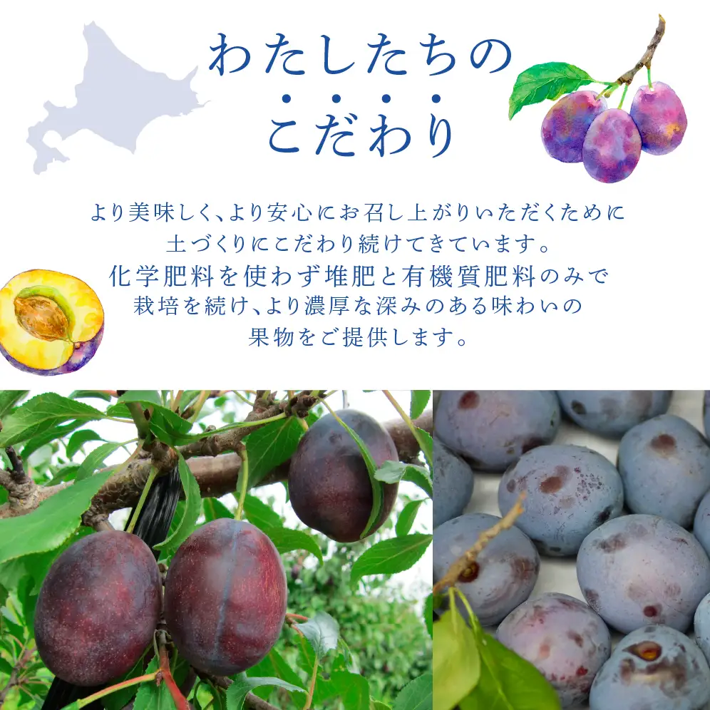 【 先行受付 】プルーン ベイラー 1kg 生 フルーツ 果物 旬のフルーツ 旬の果物 くだもの 北海道 芦別市