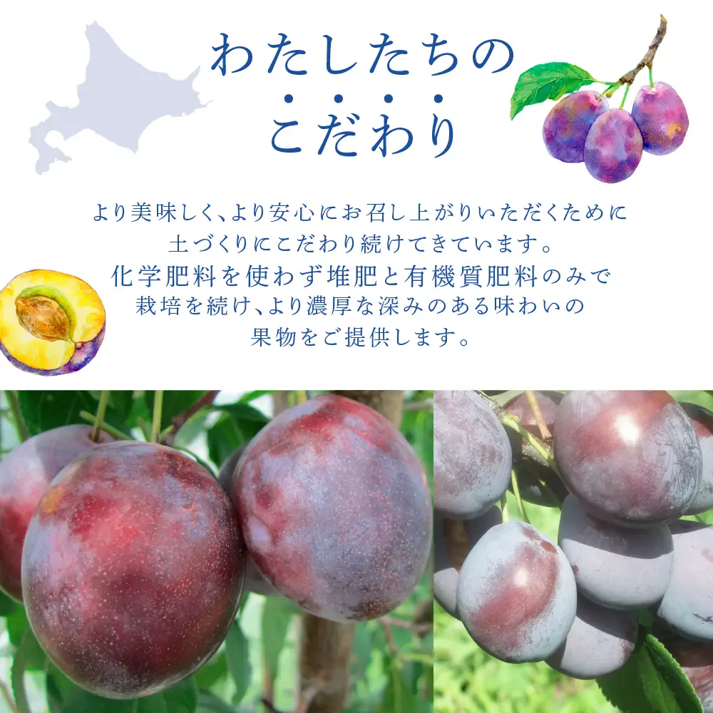 【 先行受付 】プルーン ジョーク 1kg 生 フルーツ 果物 旬のフルーツ 旬の果物 くだもの 北海道 芦別市