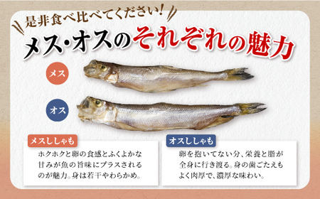 しらぬか産 本ししゃも【20尾（オスメス各10尾）】_A015-1019