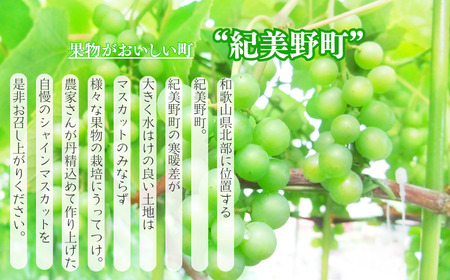 シャインマスカット 約2kg　紀州和歌山産【2026年8月下旬頃〜2026年9月上旬頃発送予定】【UT78】【uot798】