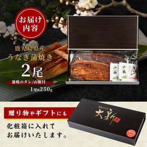 【父の日ギフト】【鹿児島県産】うなぎ蒲焼じっくり焼き約250g×2尾 木目化粧箱入り 大新 IB021-001f