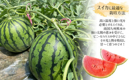 【4月～6月発送】 スイカ 王国 熊本 ！ 小玉 すいか 2玉 熊本県産 果物  西瓜 フルーツ | 果物 くだもの フルーツ スイカ 小玉 スイカ 熊本 玉名