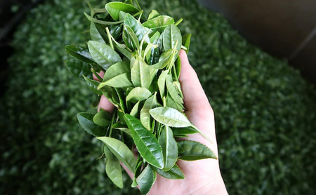 厳選ティーバッグ2本缶(深蒸し茶/棒ほうじ茶） 日本茶専門店厳選 お茶 日本茶 芳ばしい香り まろやかな旨味 ほのかな甘み 