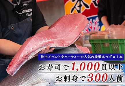 特大 国産 養殖 本マグロ 解体人付き 50kg以上 一本丸ごと 刺身 300人前 まぐろ 出張対応