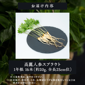 四国発高麗人参スプラウト　1年根16本（約20g、全長25cm位）