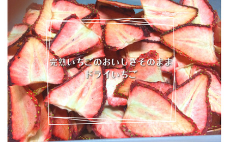 【磯山観光いちご園】自家製ドライいちご 150g 25g×6袋 手作り いちご 苺 イチゴ ドライフルーツ 無添加 国産 果物 フルーツ 千葉県 東庄町