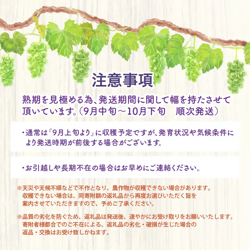 【先行予約】厳選シャインマスカット 1kg以上（2～3房）【種なし】フルーツパークOKAYU / 葡萄 シャインマスカット 完熟 旬 フルーツ 果物 福井県 あわら市 あわら産 農家おすすめ 皮ごと食べれる 甘い 高級 人気 ※2026年9月中旬より順次発送 [aw007-a005]