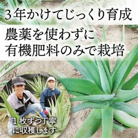 【食用】朝採り アロエベラ生葉 3kg(3枚～6枚)3年物 宮城県産_野菜   _【1461383】