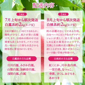 朝どれ桃 2kg×2回定期便 （白鳳系・白桃系） 【2026年発送】定期便