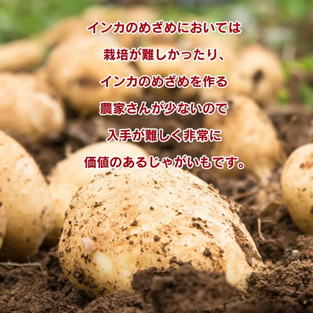 インカのめざめ（5kg）_01016