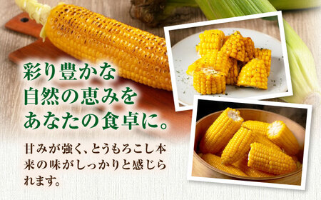 【先行予約】朝採れ とうもろこし 10本 《喜茂別町》【ニセコビュープラザ直売会協同組合】とうもろこし  [AJAH025]