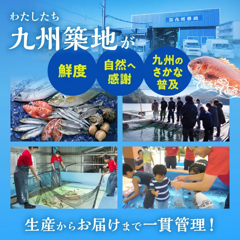 【完全無投薬】しまうら真鯛お刺身セット 魚 刺身 魚介
