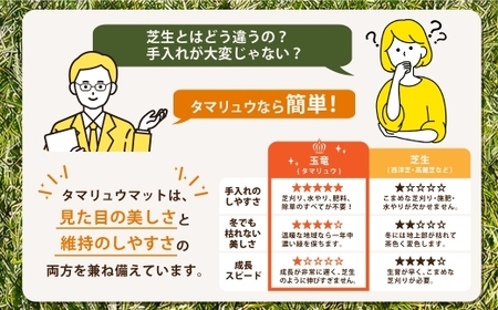 玉竜 タマリュウ たまりゅう 120枚 植物 プラント 芝生 ガーデニング ガーデニング用品