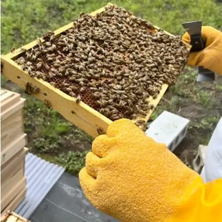 青森産純粋はちみつ食べ比べセット(アカシア・和栗)各1個_調味料 はちみつ  ハチミツ 蜂蜜_【1457006】