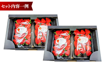 【先行予約】農場長厳選の美味しいいちご 1000g【250g×4パック 苺 詰め合わせ 厳選 フルーツ 果物 かおり野 紅ほっぺ よつぼし スターナイト すず 甘味 セット 化粧箱 島根県 安来市 安来市産】【18-MS-17】