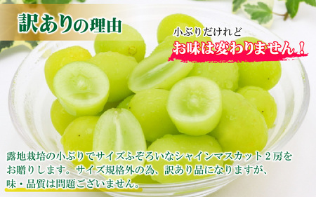【先行予約】【訳あり】シャインマスカット 約250g×2房 【2026年8月中旬以降順次発送予定】[A-3229]