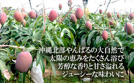 2026年発送【75マンゴー生産部会】 75（名護）マンゴー 約2kg