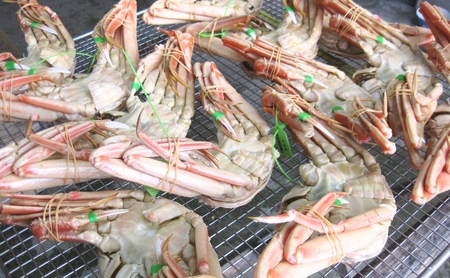 松葉蟹 ほぐし身（特々大）活き蟹 1100g級使用 甲羅盛り 〈お申込み～2026年7月中旬発送〉 蟹 カニ かに 松葉蟹 松葉ガニ ズワイガニ 剥き身 殻なし