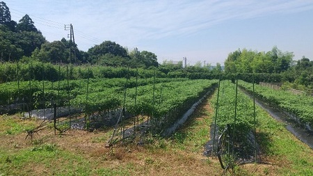 【テレビで紹介されました】 熊野ドレッシング　200ml×1本 唐辛子 国産 熊野市【kmng0029】