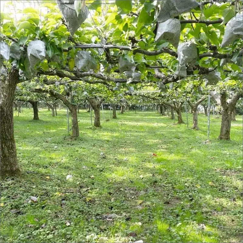 【先行予約】京丹後の梨ジュース 小瓶3本入り（2025年10月下旬～発送） 瓶 ジュース 国産 梨 なし ナシ ジュース ドリンク 飲料 果汁 京都 京丹後 ふるさと納税 梨ジュース