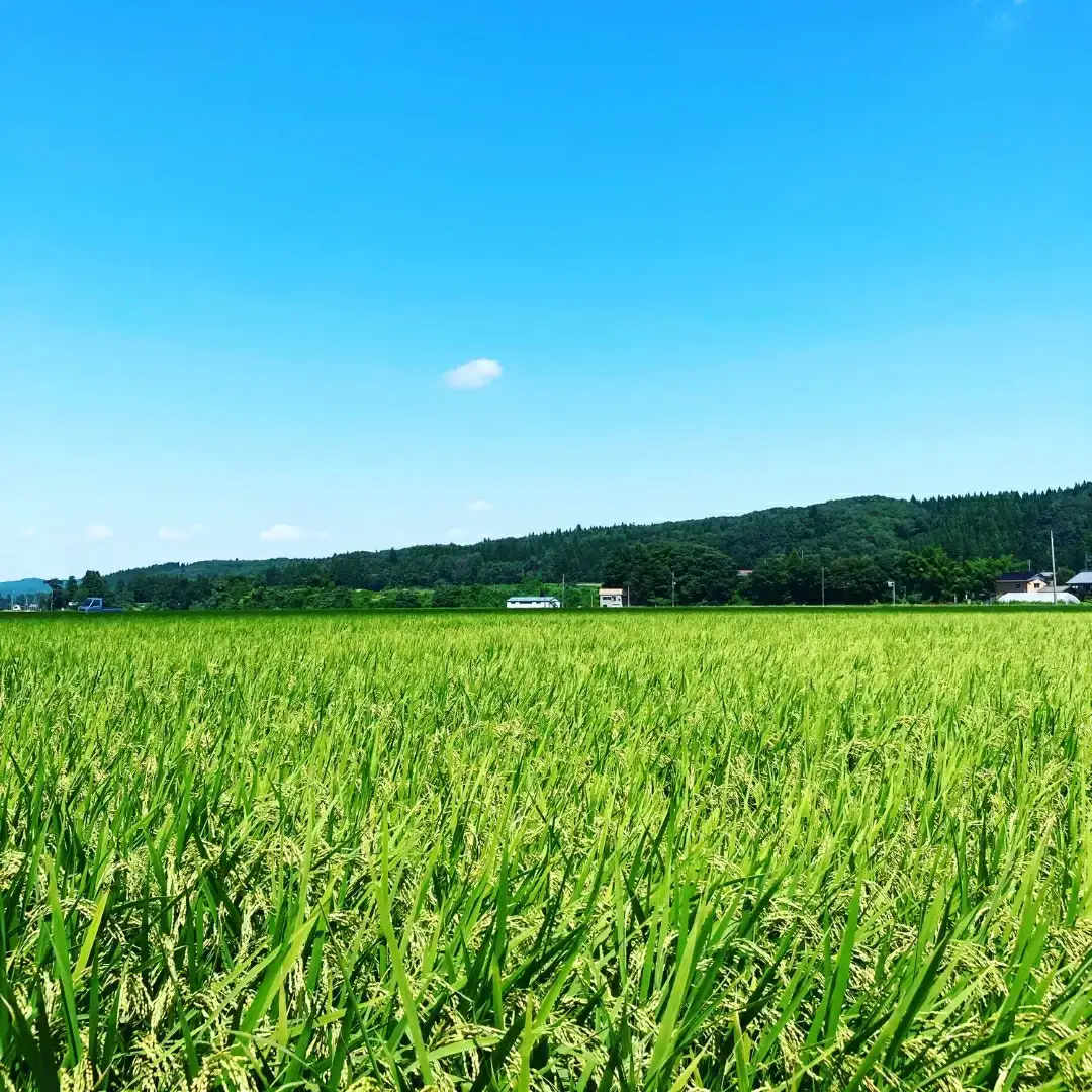  減農薬有機肥料栽培 新潟県産 従来コシヒカリ 7分づき 5kg 令和7年産米 [小さな農家ささげ米]【014S077】