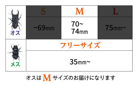 オオクワガタ ペア (Mサイズ)　糸島市 / 糸島クワガタの森 昆虫 ペット [AUN003]