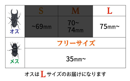 オオクワガタ ペア (Lサイズ)　糸島市 / 糸島クワガタの森 昆虫 ペット [AUN004]