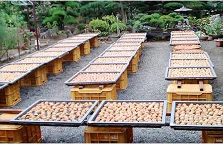 杉山農園Ｅ 梅干しと季節のジャムセット【 梅干し 国産 塩だけ 酸っぱい ジャム 無添加 フルーツ 果物 詰め合わせ 食べ比べ 神奈川県 山北町 】