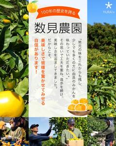 完熟ゆら早生みかん 3kg ※2026年11月上旬頃から11月中旬頃に順次発送予定 【kzmn004-kan-3】