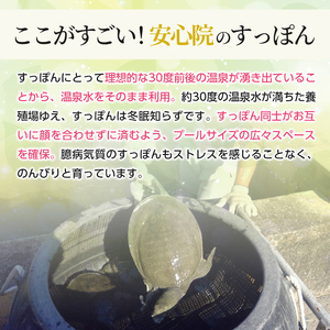 おおいた 美・すっぽんぜりー かぼす風味(計20本・10本×2箱)小分け かぼす 常温 常温保存【115300100】【アンフィニプロジェクト】