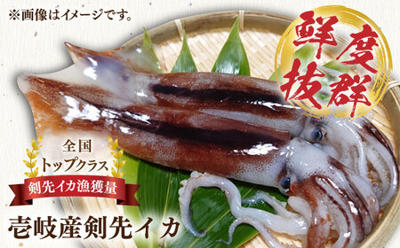 刺身用 剣先イカ 約2kg（急速冷凍）《壱岐市》【魚助】 イカ いか 剣先いか ケンサキイカ刺し身 鮮魚 海鮮 [JFX001]