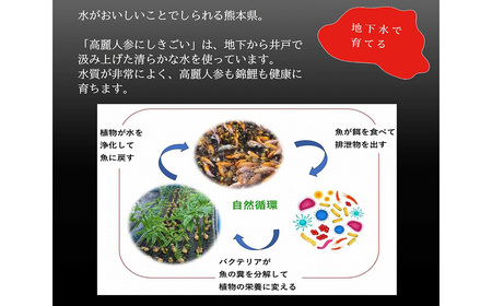 高麗人参×ほうじ茶