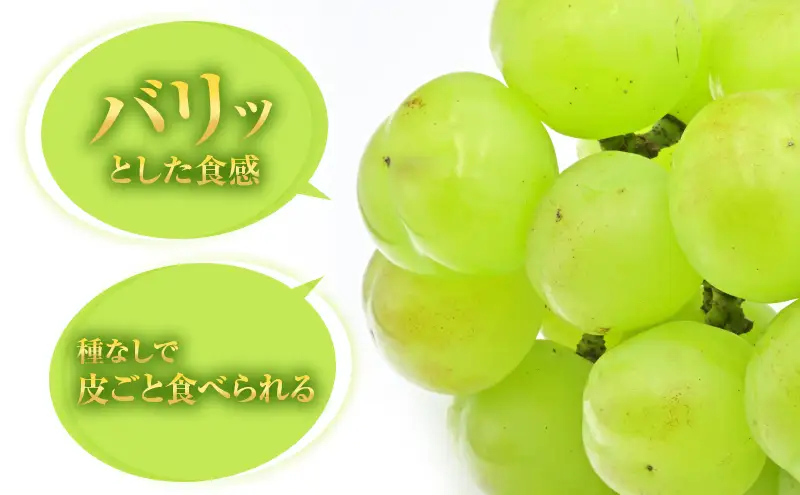 瀬戸ジャイアンツ 約2kg 3～5房 ぶどう 葡萄 フルーツ 岡山 高梁市産 2026年 先行予約 果物類 果物 