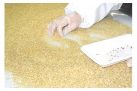 [発芽玄米] 宮城県産ひとめぼれ発芽玄米1kg 菅原商店