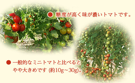 [先行受付/2026年産][栽培期間中 農薬・化学肥料不使用] 北海道 仁木町産 ミニトマト エコスイート 1.2kg×8箱 サイズ混載 トマト野菜 やさい  [Farm Watanabe]